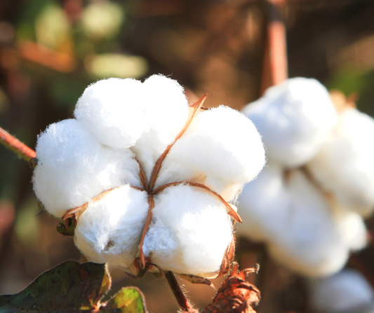 Cotton plant